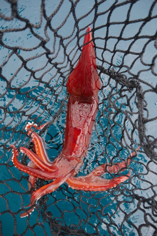 Un gros calamar rouge est une superbe prise Un gros calamar rouge est une superbe prise