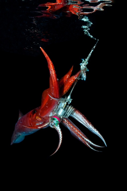 calamar rouge dans les grands fonds 