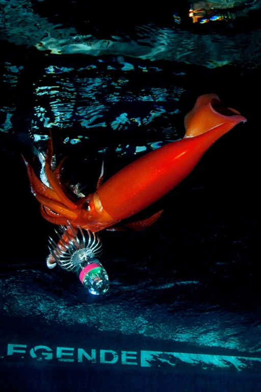 calamars rouges dans les grands fonds calamars rouges dans les grands fonds