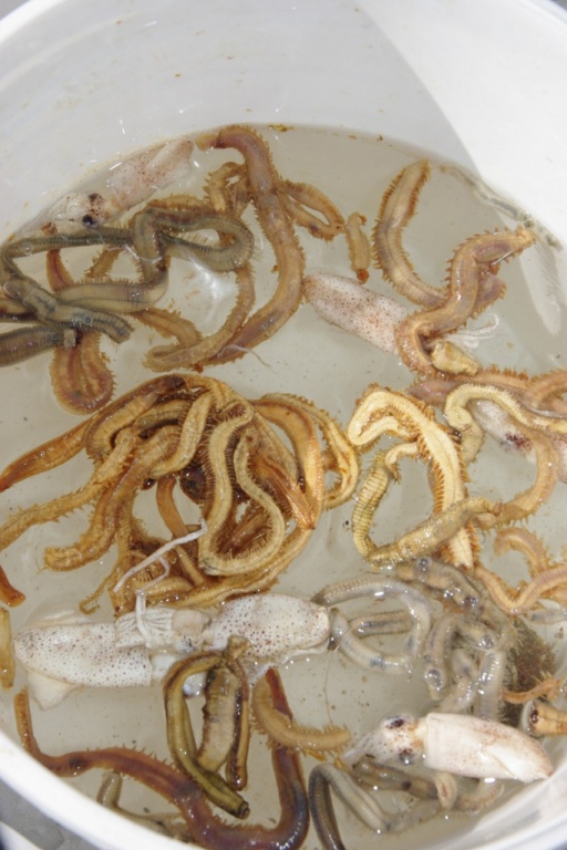 Une fois ré-hydraté Dynabait est aussi attractif qu'un appât frais Une fois ré-hydraté Dynabait est aussi attractif qu'un appât frais