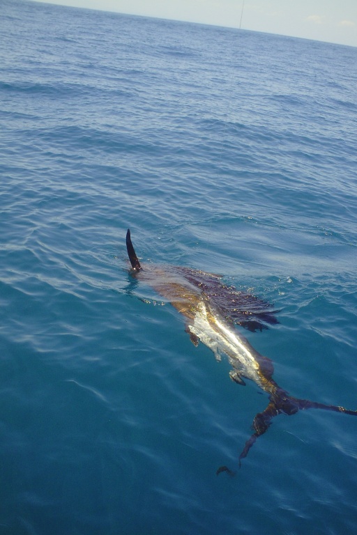 le poisson le plus rapide du monde