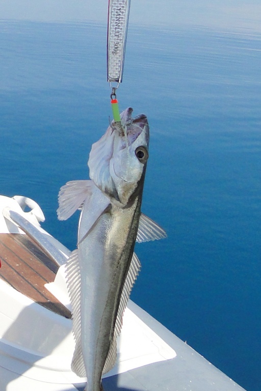 Le merlan est un poisson de la famille des gadidés, proche cousin du tacaud et de la morue.