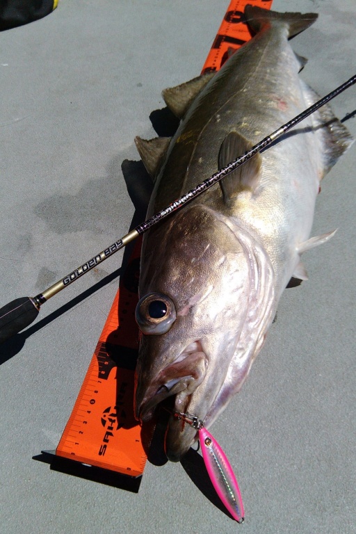 Canne Golden Bay Casting Slow Pitch Special et Slow Jigged Pollack Canne Golden Bay Casting Slow Pitch Special et Slow Jigged Pollack