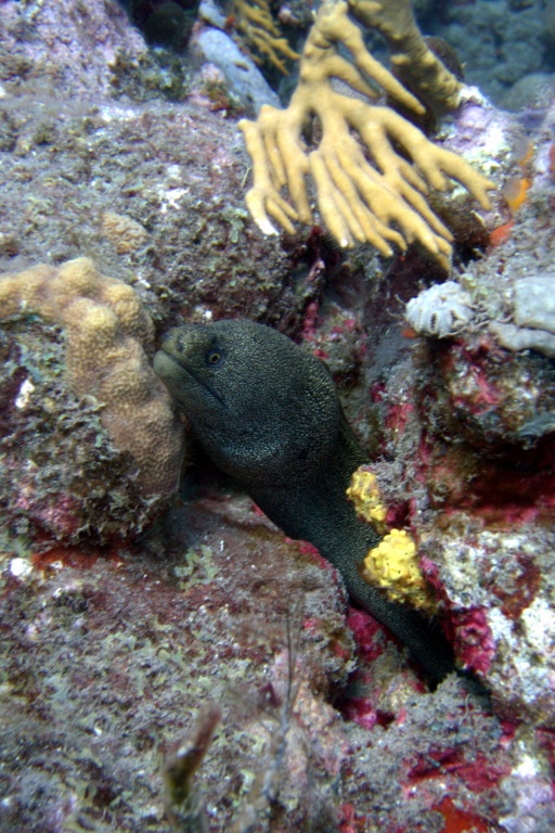 La murène vie blottie dans une cavité rocheuse