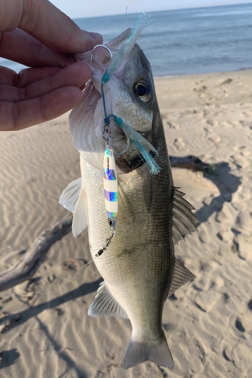 Un beau loup attrapé du bord avec un slow casting jig, le Dragon Fly de Maxel