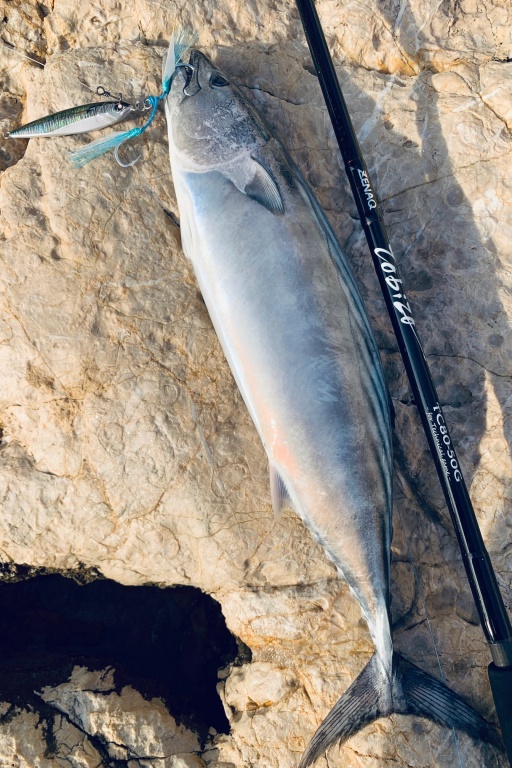 Très belle pélamide du bord, au Casting Jig Natural Colors