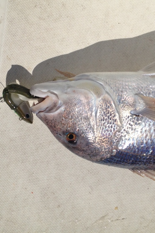 Philippe Maréchal de la Team Top Fishing, un denti au black minnow