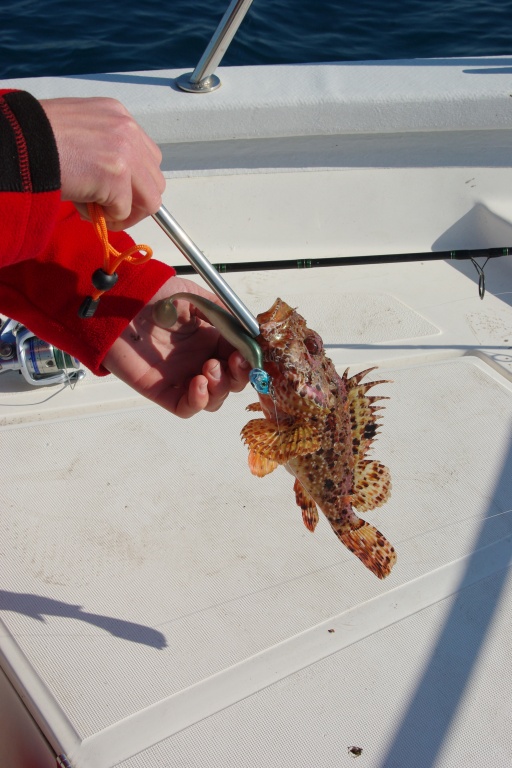 Une pince dégorgeoir est sécurisante avec les poissons venimeux tels que ce chapon Une pince dégorgeoir est sécurisante avec les poissons venimeux tels que ce chapon