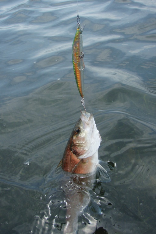 Un simple monté sur un poisson nageur abime moins les juvéniles