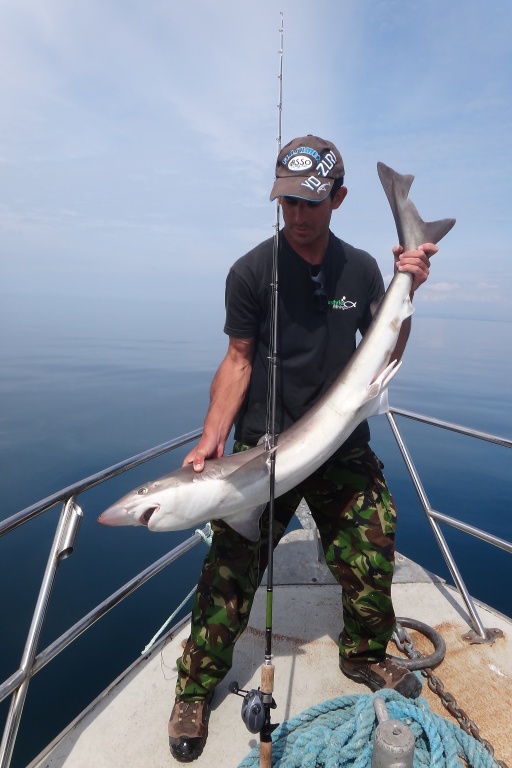 Ce requin est maintenu aussi bien par la queue que par la nuque afin d’éviter qu’il ne se débatte. Attention aux risques de morsure ! 