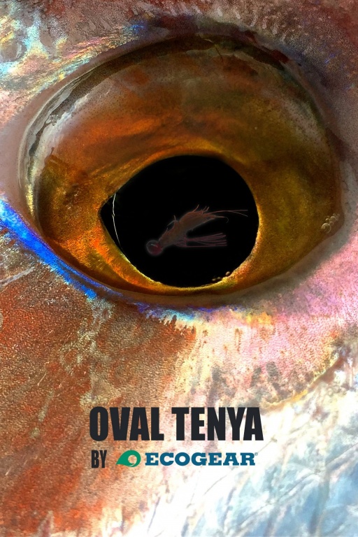 l'Oval Tenya sait rendre fou les sparidés !