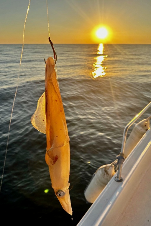 Pêche au calamar une photo de Philippe Maréchal Pêche au calamar une photo de Philippe Maréchal