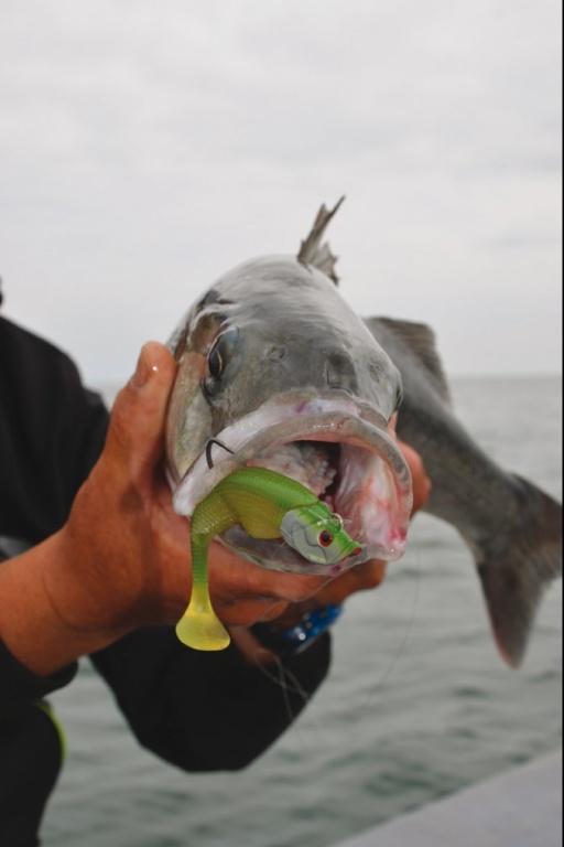 Pêche d'un bard au blue Shad.