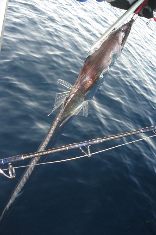 Sabre pris avec un jig Benthos Williamson en speed jigging Sabre pris avec un jig Benthos Williamson en speed jigging