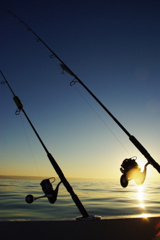 L’approche des chasses en bateau doit se faire à distance afin de ne pas effrayer le banc de poisson.