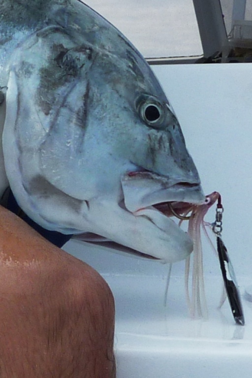 Pêche d'une Carangue à l'ichiku 