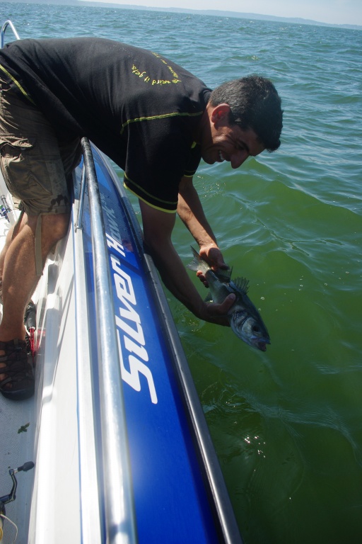Même au dessus de la taille légale, ce bar est libéré par ce pêcheur sportif 1/3 Même au dessus de la taille légale, ce bar est libéré par ce pêcheur sportif 1/3
