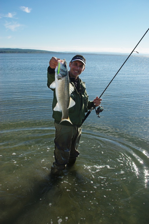 Pêche d'un loup au StickBait