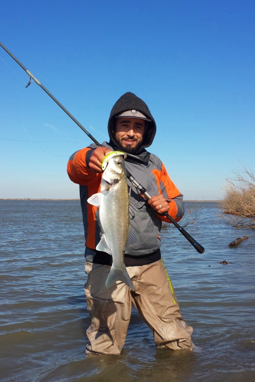 Beau loup au black minnow pris du bord par Salim, un pêcheur méditerranéen Beau loup au black minnow pris du bord par Salim, un pêcheur méditerranéen
