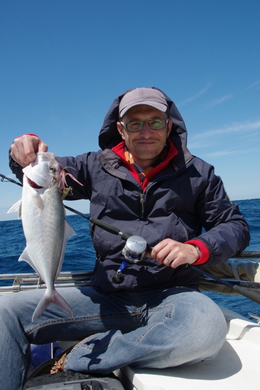Sériole en Bay Jigging Sériole en Bay Jigging