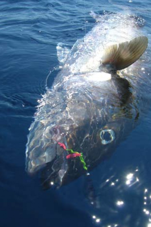 Sériole prise en Speed jigging Sériole prise en Speed jigging