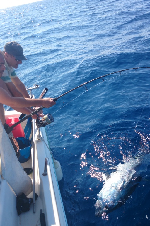 Partie de pêche au thon, sortie de la prise Partie de pêche au thon, sortie de la prise