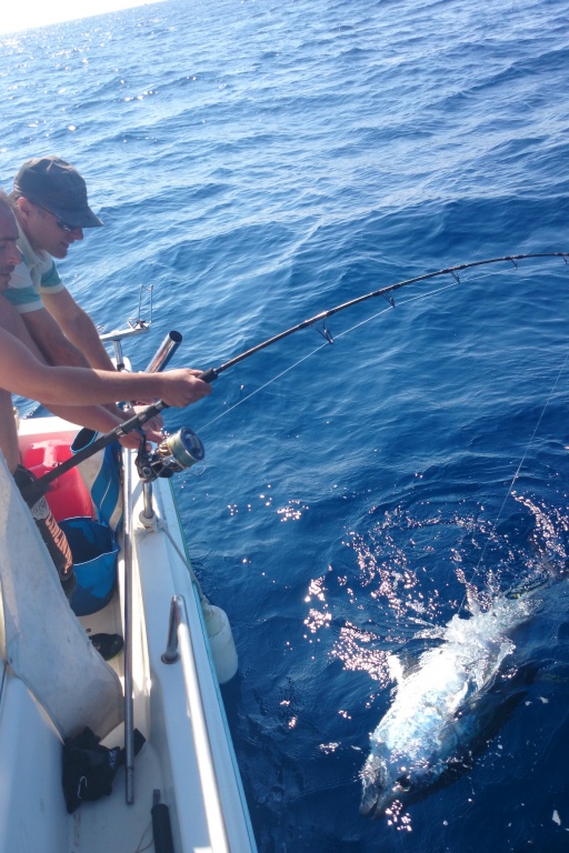 Partie de pêche au thon, sortie de la prise