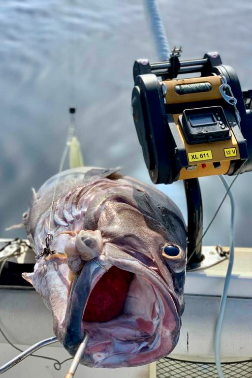 Très beau cernier pris au moulinet Kristal Fishing XL611 Très beau cernier pris au moulinet Kristal Fishing XL611