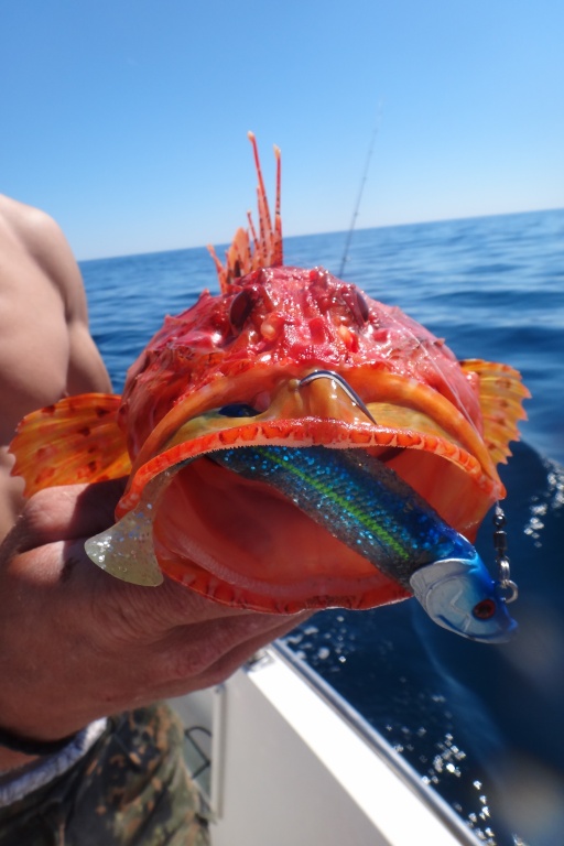 Un shad de 12 cm parait petit dans la gueule de ce chapon