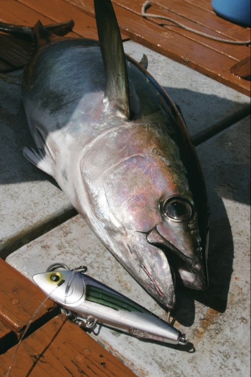 Yo-Zuri Crystal Sashimi Bonita en pêche. Yo-Zuri Crystal Sashimi Bonita en pêche.