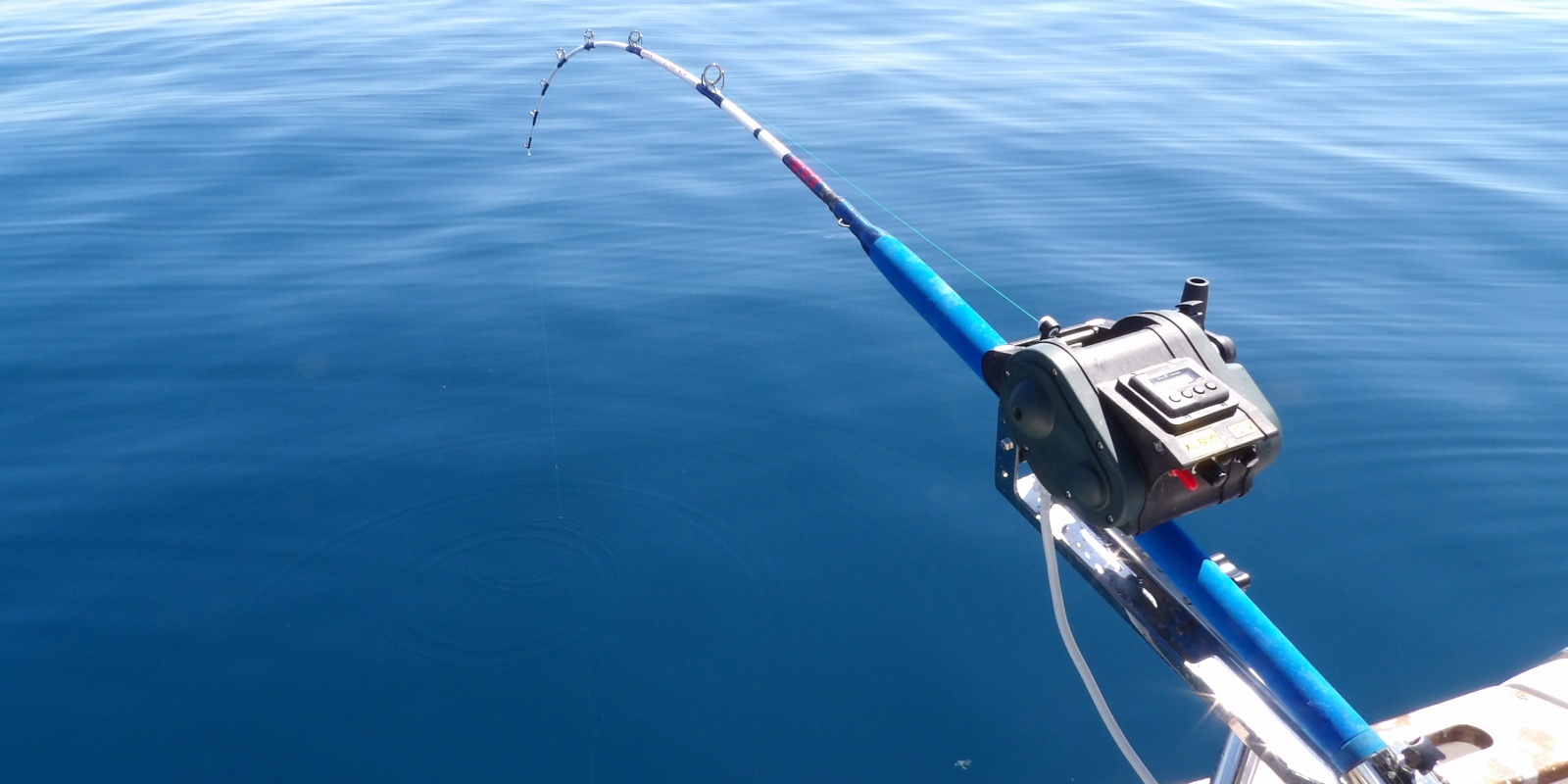 2-xl-600kristal-fishing.jpg Le XL 600 en train de remonter un beau calamar rouge !