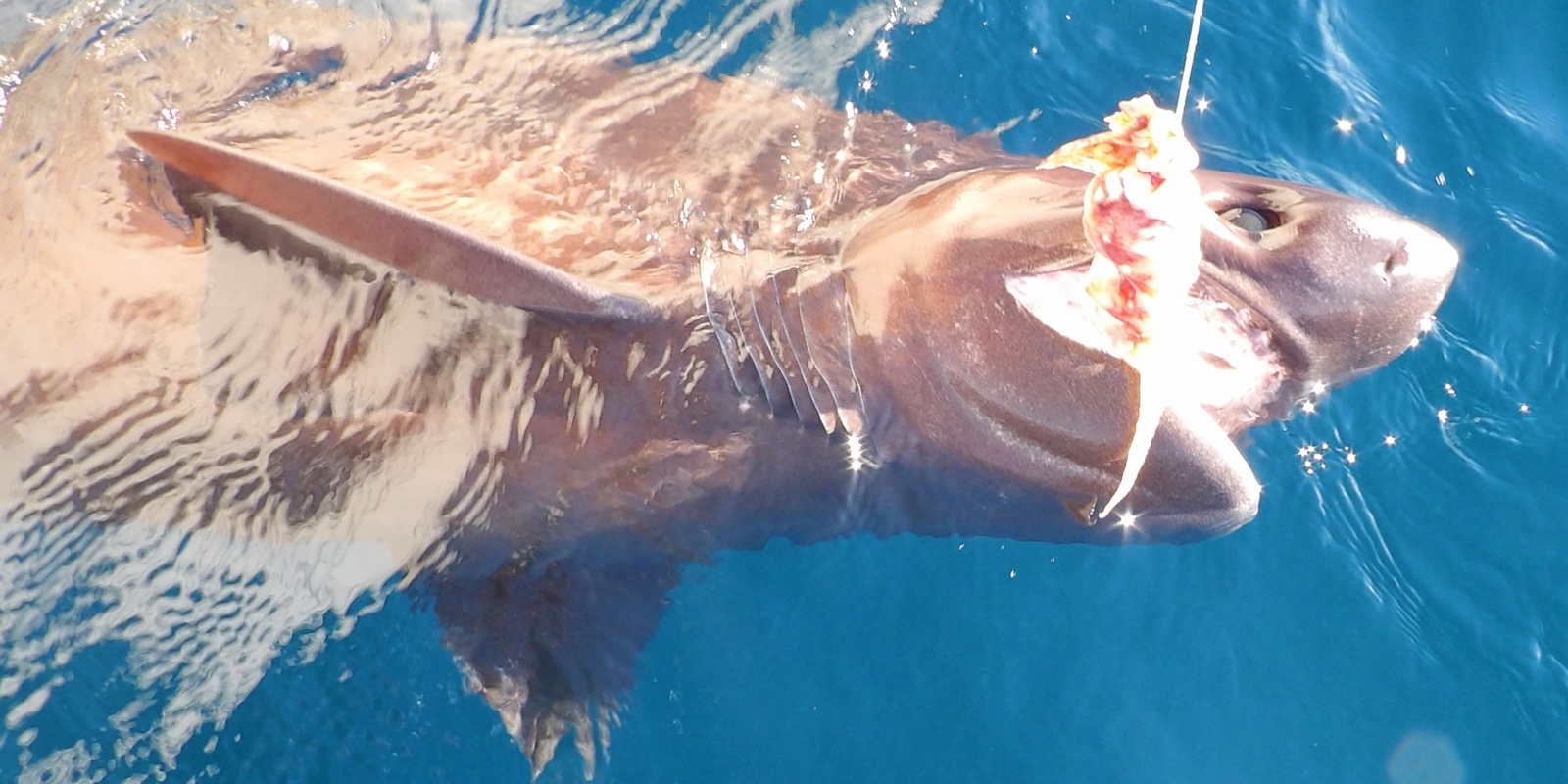 =-1-peche-du-requin-griset-en-grandes-profondeurs.jpg Aucune description