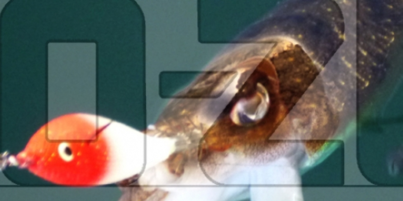 cephalopodes-au-drop-shot.jpg