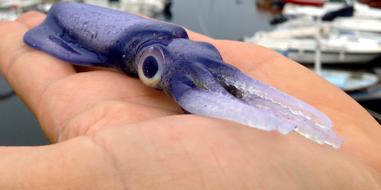creature_kraken_10-uv_violet-prise-en-main.jpg Prise en main de la version Kraken UV Violet
