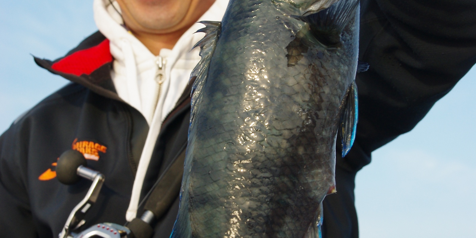 fiche-poisson-labre.jpg Stéphane Charles avec un magnifique Labre.