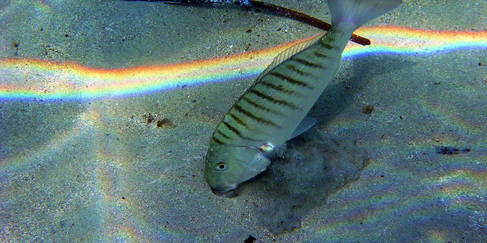fiche-poisson-marbre.jpg Aucune description