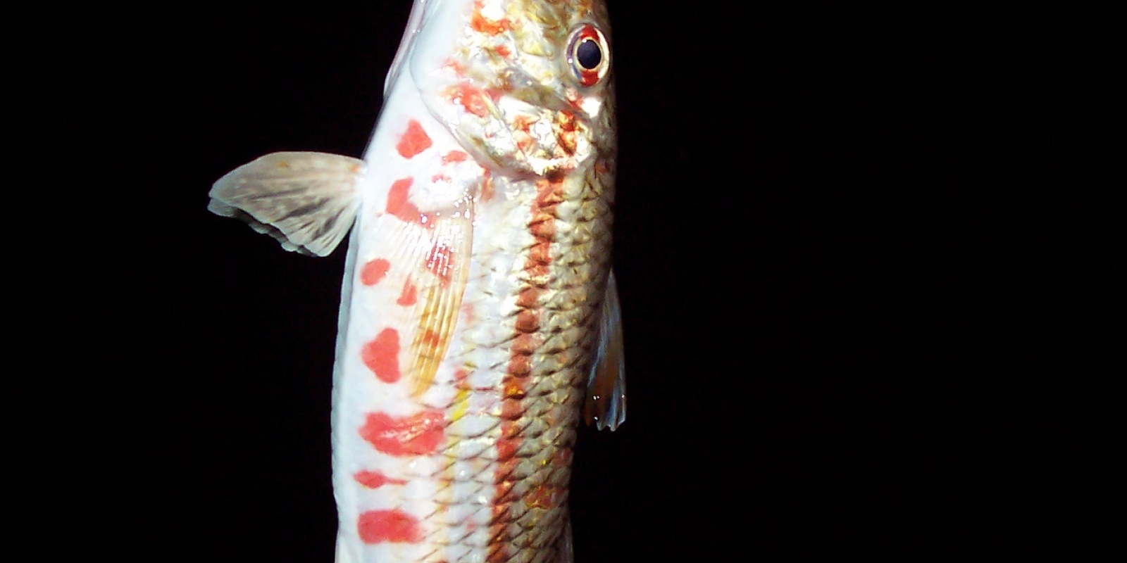 fiche-poisson-rouget-barbet.jpg Aucune description