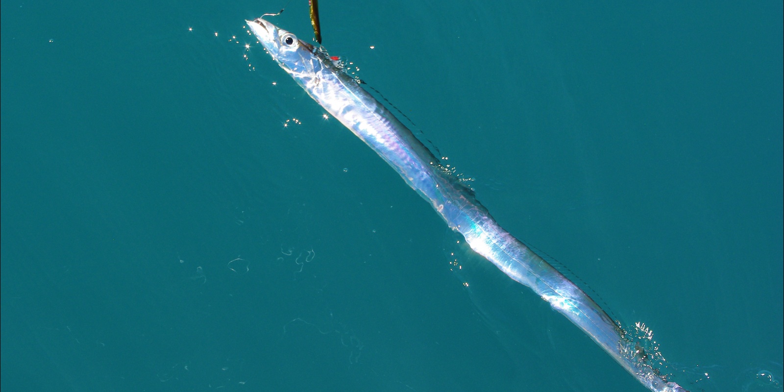 peche-du-sabre-18.jpg Lorsqu’il arrive en surface, le sabre ressemble à une lame en acier poli