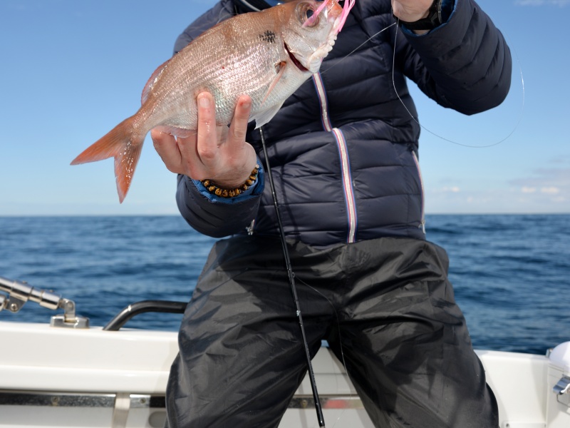 24-encore-belle-dorade-pechee-kabura-explorer-tackle.jpg Encore une belle dorade rose pêchée au Kabura Explorer Tackle !