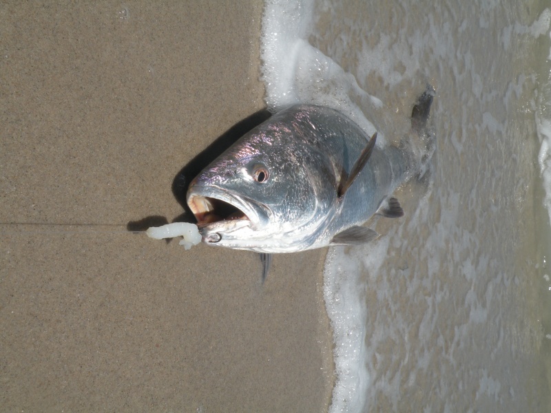 Beau maigre pris en surfcasting !