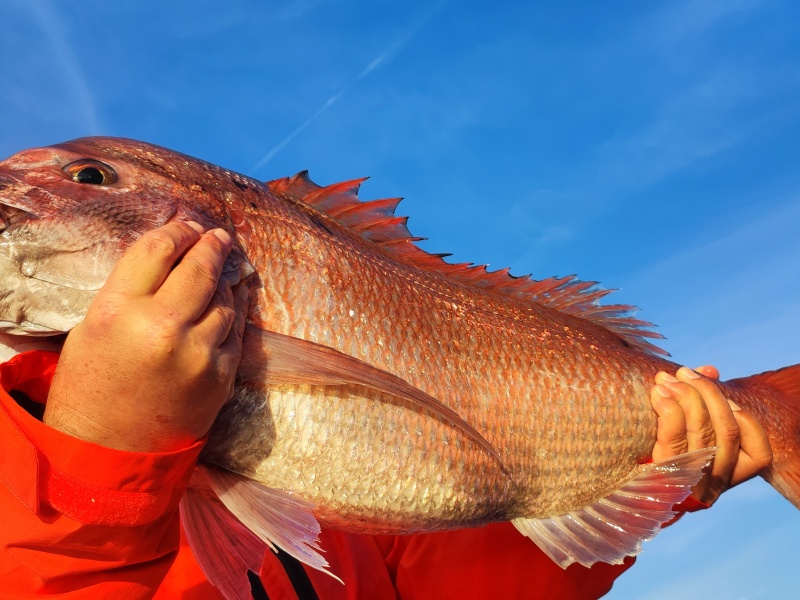 Pour pouvoir pêcher au Fireball Top Sea, un vif bien vivant constitue le meilleur appât !