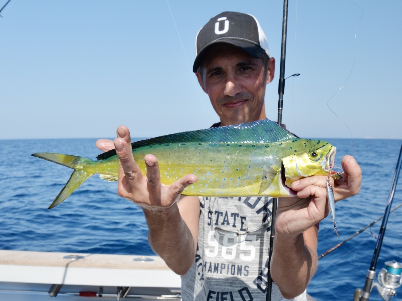 28-coryphene.jpg Coryphène prise au lancer au casting jig