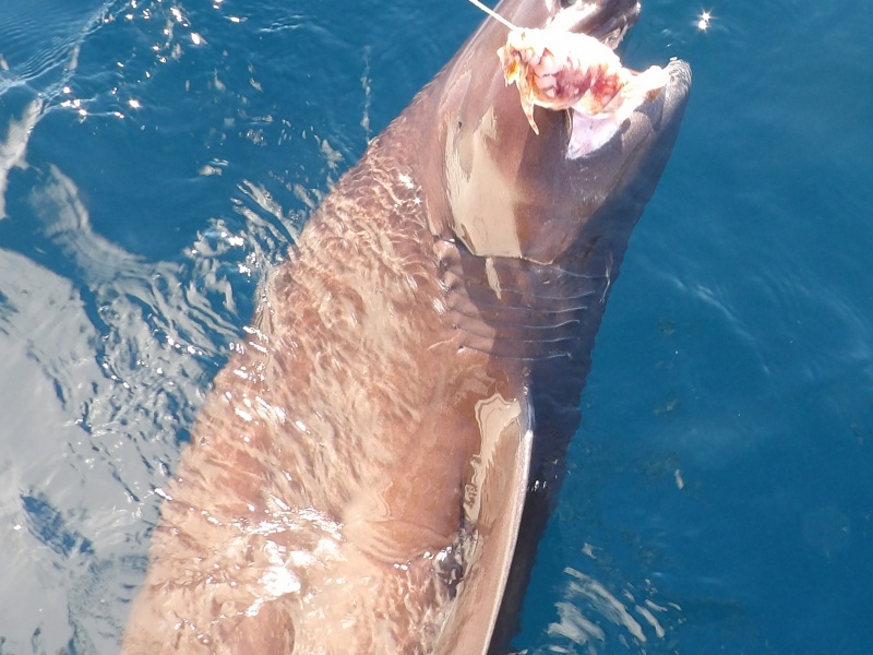 29-peche-du-requin-griset-en-grandes-profondeurs.jpg Le requin griset ne souffre pas de décompression et s’avère très vigoureux en surface !