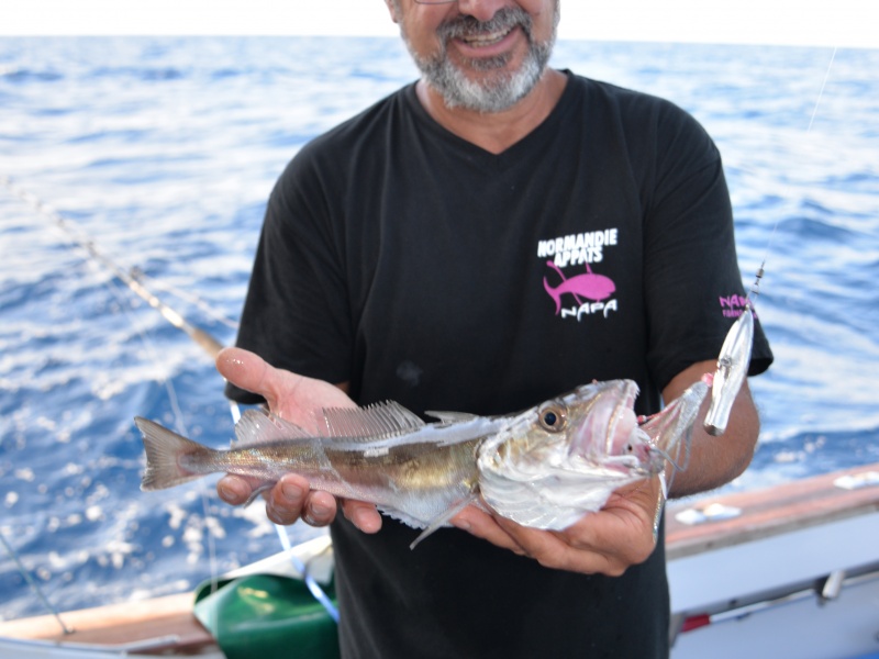 Merlu pris avec un inchiku Daiwa en grandes profondeurs