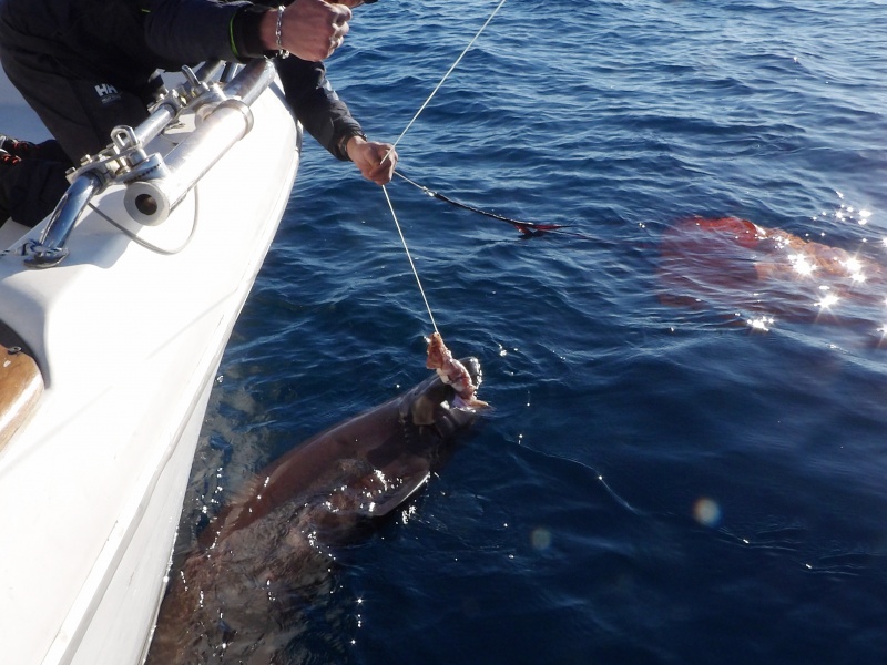 33-peche-du-requin-griset-en-grandes-profondeurs.jpg Fabien Harbers avec un griset de 3 m !