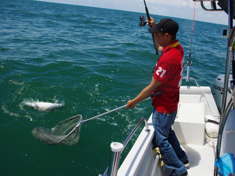 Magnifique bar de 7.1 kg pris en direct au gros shad