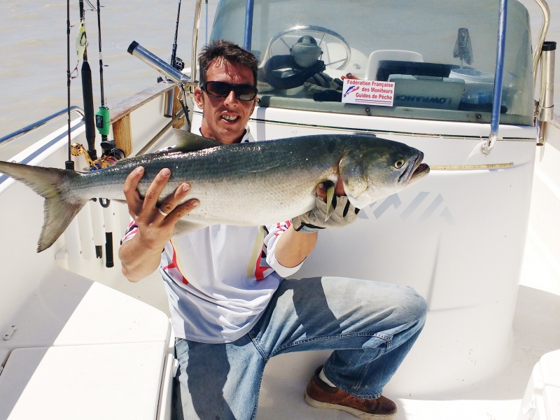 Magnifique tassergal de 7,2 kg pris au downrigger par le guide de pêche Fabien Harbers !