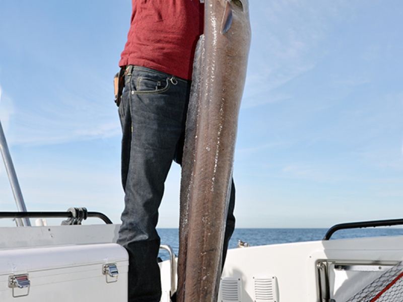 4bis-enorme-congre-plus-20kg-peche-bas-de-ligne-fxr.jpg Seaguar : une gamme hyper complète de fluorocarbones d’une qualité exceptionnelle pour toutes les pêches !