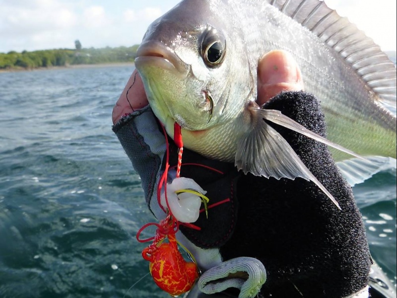 50-dorade-grise-succombee-une-laniere-.jpg Cette dorade grise a succombée à une lanière de calamar montée sur un tenya Deep Bream