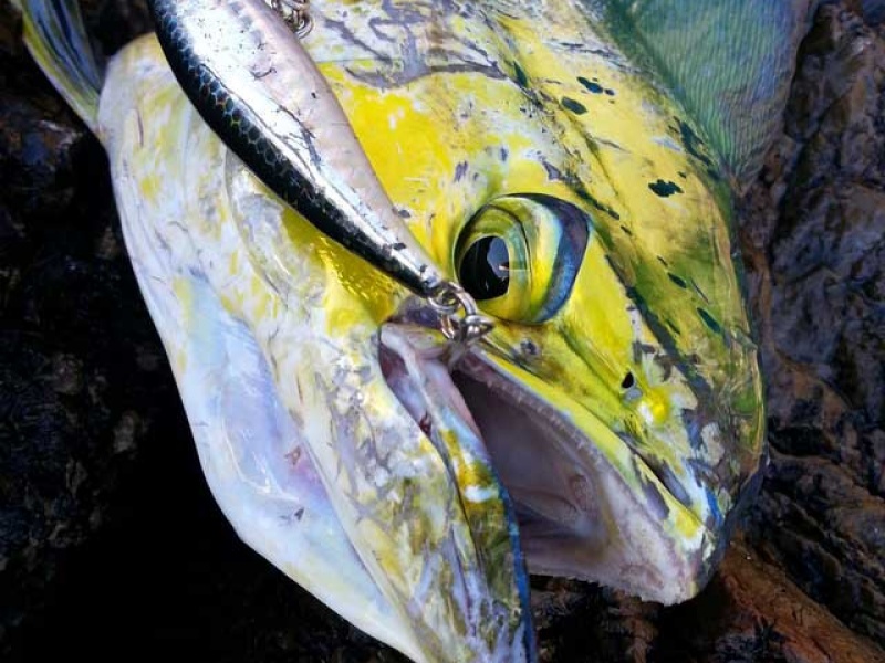54seaspin-leurres-au-top-.jpg Coryphène prise au Janas 107 en shore jigging !